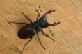 /album/priroda/lucanus-cervus-02-jpg/